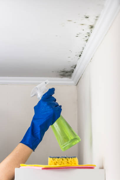 Trusted Burlington, VT Mold Removal Experts